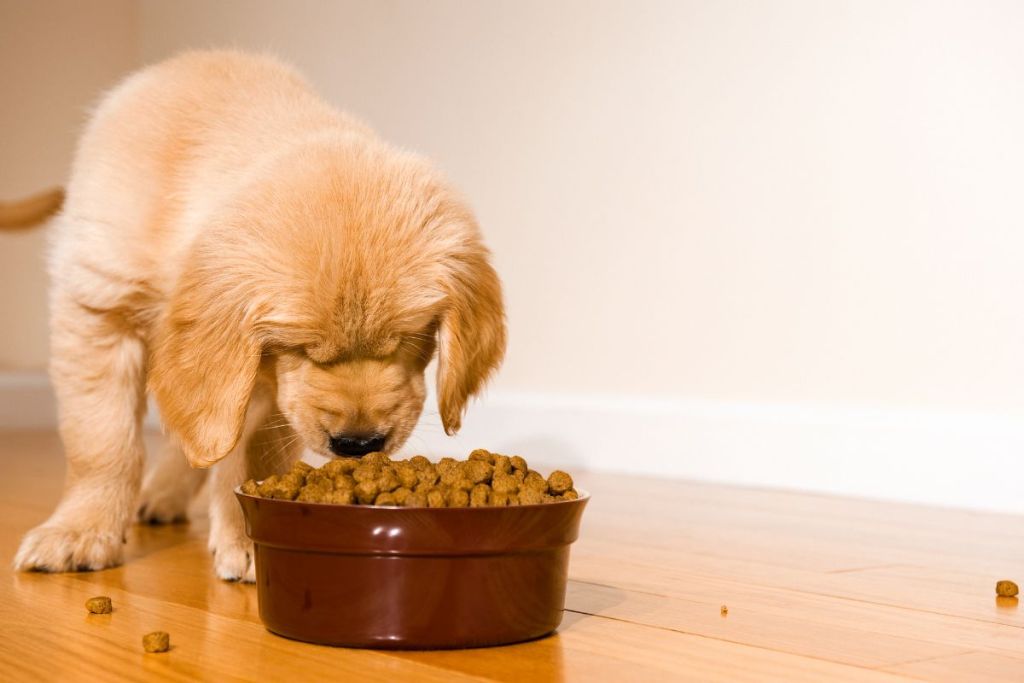 Dog having a meal.