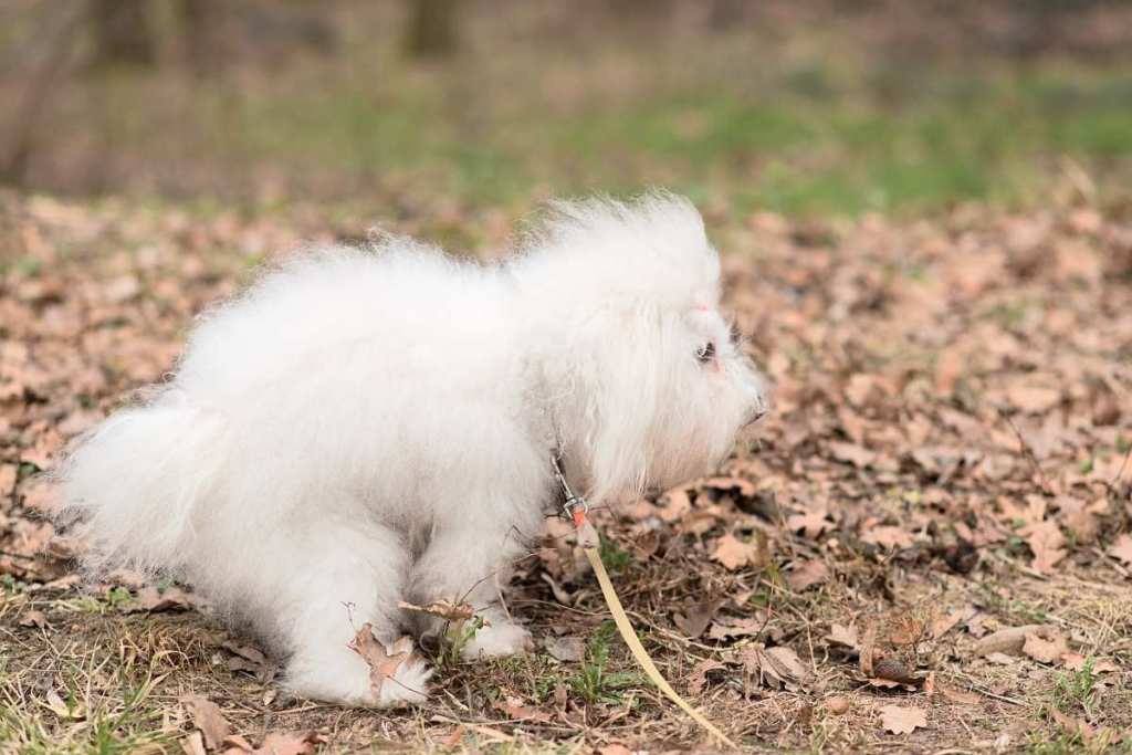 Pet dog pooping during morning walk
