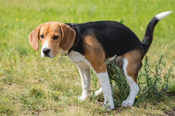 Canine pooping on green grassy yard