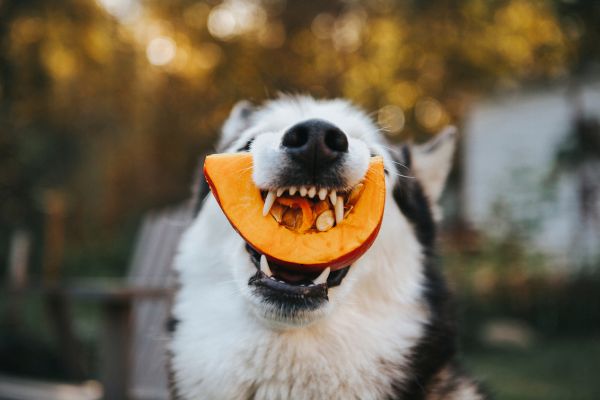 Dog eating a squash.