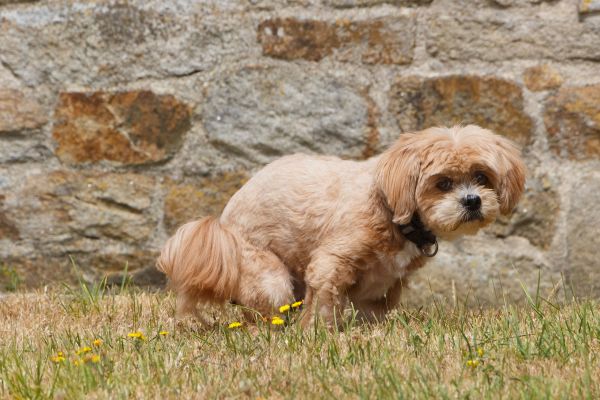 Dog pooping in the backyard.