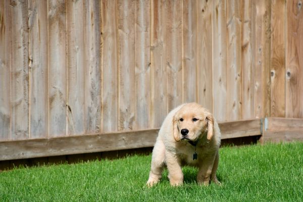 Brown dog pooping in grassy yard