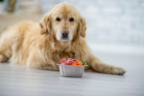 Dog about to eat a healthy meal.