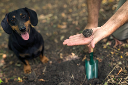 Person demonstrating proper dog poop cleaning techniques with cleaning supplies nearby.