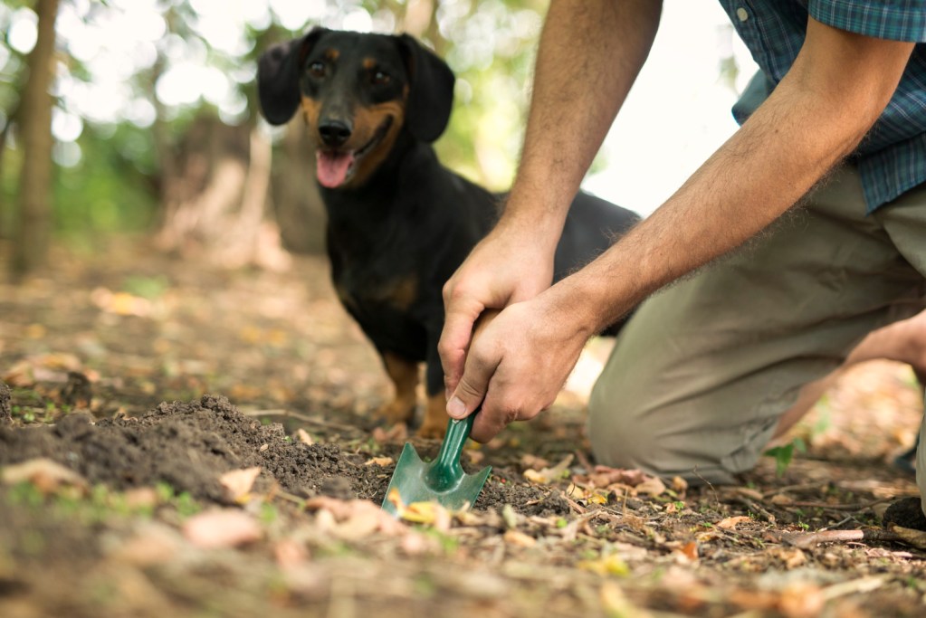 The Importance Of Picking Up Dog Poop